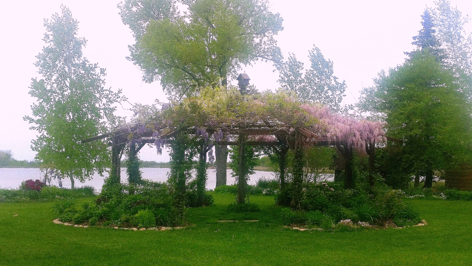 WISTERIA IN BLOOM ATOP FLOWERING GAZEBO; TREE PEONY IN BACK LEFT FLOWERBED; CREEPING PHLOX IN BLOOM IN FRONT OF RIGHT FLOWERBED